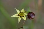Yellow Blue-eyed Grass