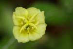 Seabeach Evening Primrose