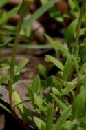 Seabeach Evening Primrose