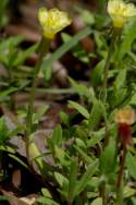 Seabeach Evening Primrose