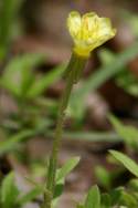 Seabeach Evening Primrose