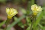 Seabeach Evening Primrose