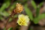 Seabeach Evening Primrose