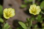 Seabeach Evening Primrose