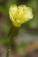 Seabeach Evening Primrose