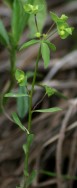 Roemer's Spurge