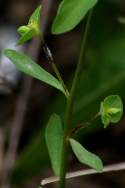 Roemer's Spurge