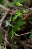 Roemer's Spurge