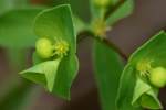 Roemer's Spurge