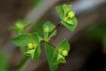 Roemer's Spurge