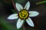 Yellow Blue-eyed Grass