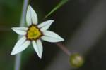 Yellow Blue-eyed Grass