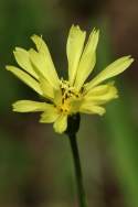 False Dandelion - Texas Dandelion