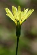 False Dandelion - Texas Dandelion