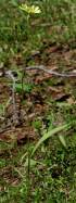 False Dandelion - Texas Dandelion