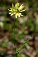 False Dandelion - Texas Dandelion