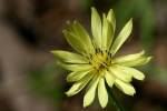 False Dandelion - Texas Dandelion