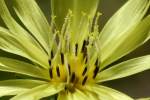 False Dandelion - Texas Dandelion