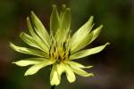 False Dandelion - Texas Dandelion