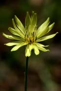 False Dandelion - Texas Dandelion