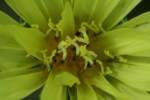 False Dandelion - Texas Dandelion