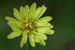 False Dandelion - Texas Dandelion