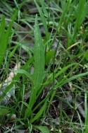 False Dandelion - Texas Dandelion