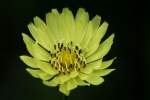 False Dandelion - Texas Dandelion