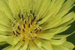 False Dandelion - Texas Dandelion