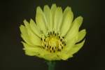 False Dandelion - Texas Dandelion