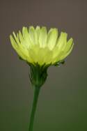 False Dandelion - Texas Dandelion