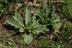 Common Mullein