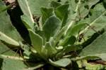 Common Mullein