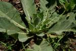 Common Mullein