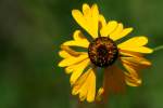 Purple-head Sneezeweed