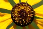 Purple-head Sneezeweed