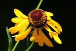 Purple-head Sneezeweed