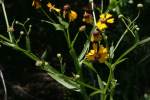 Purple-head Sneezeweed