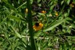 Purple-head Sneezeweed