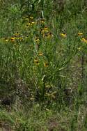 Purple-head Sneezeweed