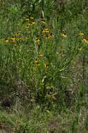 Purple-head Sneezeweed