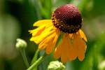 Purple-head Sneezeweed