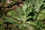 Common Mullein