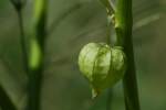 Longleaf Ground Cherry