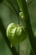 Longleaf Ground Cherry