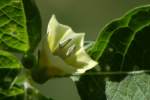 Longleaf Ground Cherry