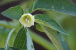 Longleaf Ground Cherry