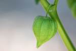 Longleaf Ground Cherry