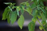 Longleaf Ground Cherry