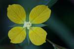 Shrubby Water Primrose